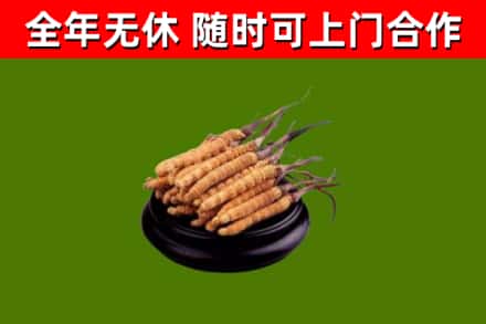 浦口区烟酒回收冬虫夏草.jpg